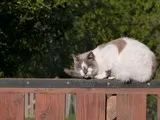 Un chat aux alentours de Campbon
